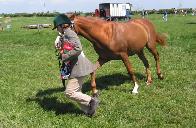 Spring Show 2004: The Reserve InHand Champ