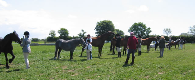 Spring Show 2004: In Hand Class Entries