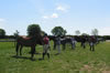 Click to see Spring Show 2004: Further In Hand Entries